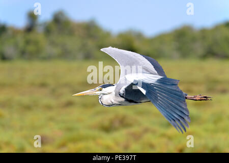 Airone cinerino (Ardea cinerea) in volo visto dal profilo, in Camargue è una regione naturale si trova a sud di Arles, Francia, tra il Mediterraneo Foto Stock