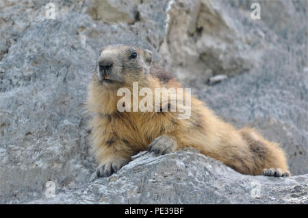 Alpine marmotta (Marmota marmota) giacente sulla roccia a La Plagne nelle Alpi francesi, dipartimento della Savoia Foto Stock