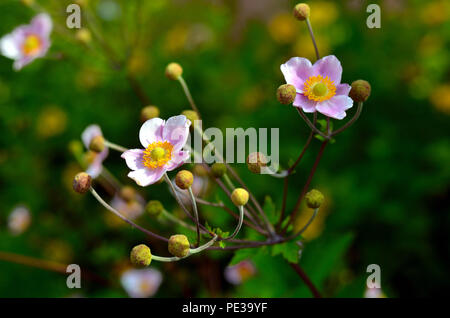 Close-up di un anemone giapponese. Foto Stock