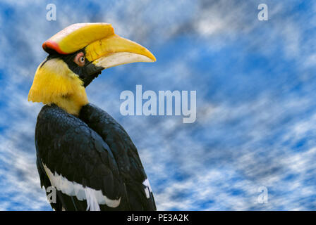 Ritratto di grande Hornbill (Buceros simum) visto da dietro su nuvoloso cielo blu sullo sfondo Foto Stock