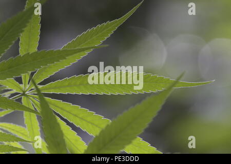 Foglie di Marijuana | nel mio giardino | Cannabis leaf | | medicinali ripresa macro di una foglia di una pianta di erbaccia Foto Stock