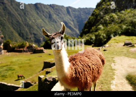 Curioso llama guardando dritto alla telecamera a Machu Picchu. Regione di Cuzco, Perù. Lug 2018 Foto Stock