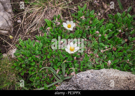 Mountain avens / Dryas octopetala sulla montagna Sharr, Piribeg vertice sul Kosovo Foto Stock