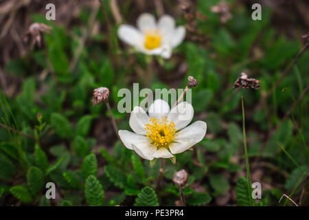 Mountain avens / Dryas octopetala sulla montagna Sharr, Piribeg vertice sul Kosovo Foto Stock