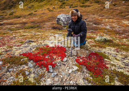 Fotografo di natura Zizza Gordon a lavorare nel Dovrefjell national park, Dovre, Norvegia. La pianta rossa è di montagna Avenas, Dryas octopetala. Foto Stock