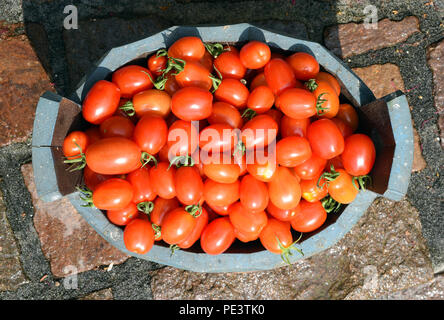 Pflaumen-Buschtomate, Romello, F1, pomodori, Lycopersicon esculentum, Foto Stock