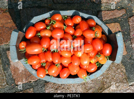 Pflaumen-Buschtomate, Romello, F1, pomodori, Lycopersicon esculentum, Foto Stock