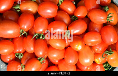 Pflaumen-Buschtomate, Romello, F1, pomodori, Lycopersicon esculentum, Foto Stock