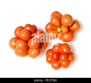 Reisetomate, pomodori, Lycopersicon esculentum, Foto Stock