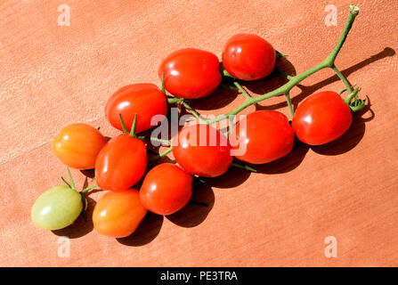 Pflaumen-Buschtomate, Romello, F1, pomodori, Lycopersicon esculentum, Foto Stock