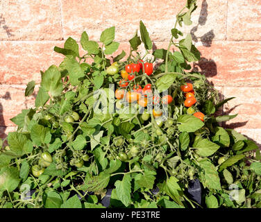 Pflaumen-Buschtomate, Romello, F1, pomodori, Lycopersicon esculentum, Foto Stock