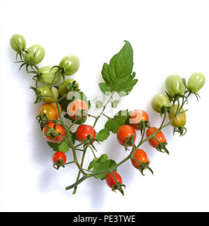 Pflaumen-Buschtomate, Romello, F1, pomodori, Lycopersicon esculentum, Foto Stock