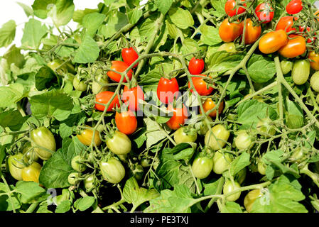 Pflaumen-Buschtomate, Romello, F1, pomodori, Lycopersicon esculentum, Foto Stock