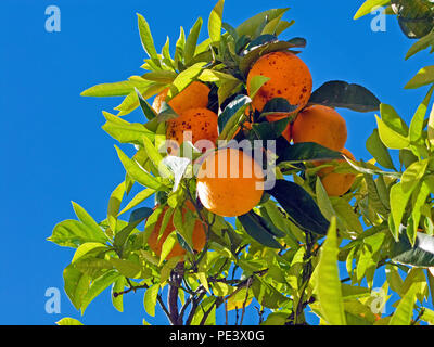 Arancio a Gargnano, Lago di Garda, provincia Brescia Lago di Garda Lombardia, Italia Foto Stock