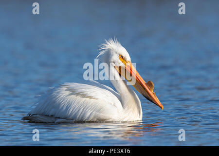 Americano bianco Pellicano (Pelecanus erythrorhynchos), il fiume Mississippi, migrazione a molla, fine aprile, MN, di Dominique Braud/Dembinsky Foto Assoc Foto Stock