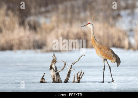 Sandhill gru (Antigone canadensis, precedentemente Grus canadensis), tarda primavera, MN, USA di Dominique Braud/Dembinsky Foto Assoc Foto Stock