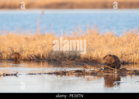 North American Beaver (Castor canadensis), si nutrono di ramoscelli, NA, Dominique Braud/Dembinsky Foto Assoc Foto Stock