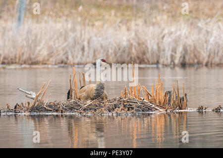 Sandhill gru (Antigone canadensis, precedentemente Grus canadensis) seduto sul nido, aprile, E STATI UNITI D'AMERICA, di Dominique Braud/Dembinsky Foto Assoc Foto Stock