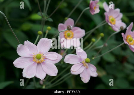 Fiori rosa un look-simile di Daisy- Anemone Flower Foto Foto Stock