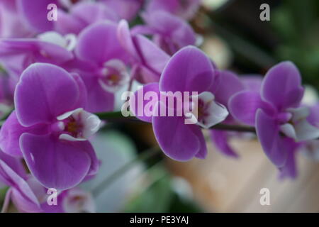 Viola di fiori di orchidea Foto Stock