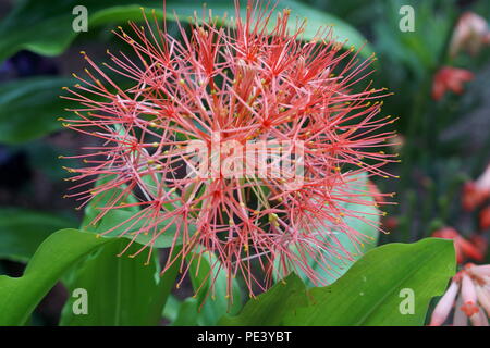 Sangue Lily noto anche come Scadoxus multiforus Foto Stock