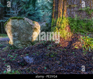 Base di un pino coperto di licheni. Foto Stock