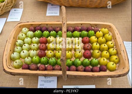 Cesto di frutta presentano ad RHS Tatton Park flower show Cheshire England Regno Unito Foto Stock