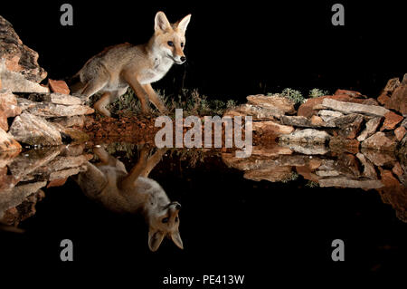 Fox, vulpes vulpes, acqua potabile con la riflessione Foto Stock