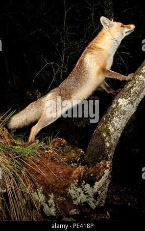 Fox, vulpes vulpes, ritratto sulla parte superiore di un log con sfondo nero Foto Stock