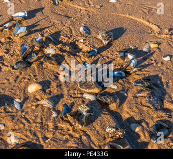 Una miscela di gusci sdraiati sulla spiaggia a Balmedie. Foto Stock