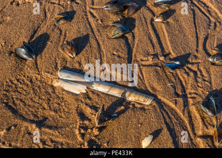 Una miscela di gusci sdraiati sulla spiaggia a Balmedie. Foto Stock