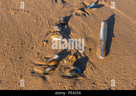 Una miscela di gusci sdraiati sulla spiaggia a Balmedie. Foto Stock