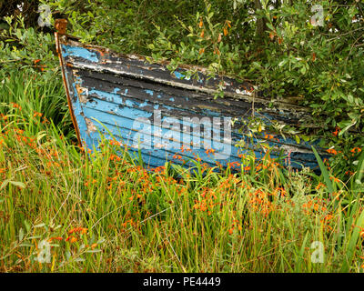 Vecchia barca con peeling vernice blu cazzate fino tra arancio montbretia in Roundstone sul Connemara Coast Irlanda Foto Stock