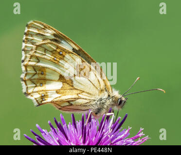 Bianco Marmo butterfly Melanargia galathea alimentando il fiordaliso con ante chiuse alla banca ruvida Butterfly Conservation Reserve in Gloucestershire Foto Stock