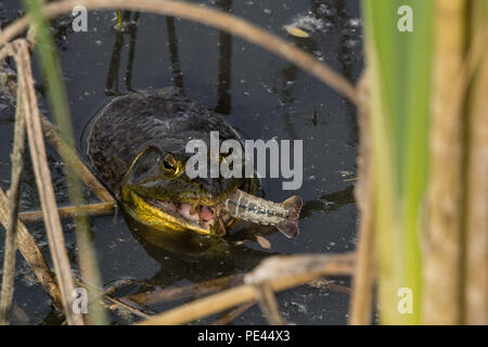 American Bullfrog (Lithobates catesbeianus) da Socorro County, Nuovo Messico, Stati Uniti d'America. Foto Stock