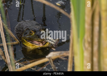 American Bullfrog (Lithobates catesbeianus) da Socorro County, Nuovo Messico, Stati Uniti d'America. Foto Stock