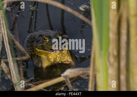 American Bullfrog (Lithobates catesbeianus) da Socorro County, Nuovo Messico, Stati Uniti d'America. Foto Stock