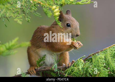 Sciurus vulgaris (scoiattolo rosso). Hyvinkää, Finlandia. Foto Stock