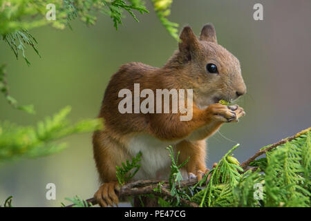 Sciurus vulgaris (scoiattolo rosso). Hyvinkää, Finlandia Foto Stock