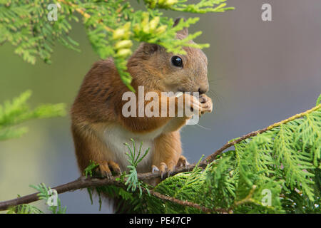 Sciurus vulgaris (scoiattolo rosso). Hyvinkää, Finlandia. Foto Stock