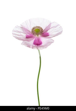 Fiore di papavero isolati su sfondo bianco. Papaver somniferum (papavero) Foto Stock