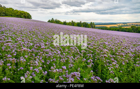 Phacelia campo Foto Stock