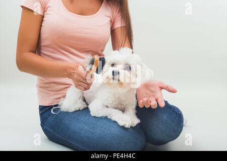 Felice femmina cane maltese è la pettinatura bella giovane donna. Foto Stock