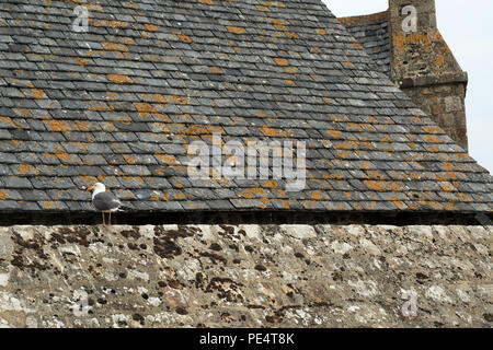 seagull su Tour Boucle sui bastioni, le Mont Saint Michel, Manica, Normandia, Francia Foto Stock