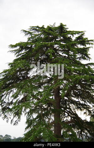 Ornamentali in cedro del Libano Tree (Cedrus libani) Ashton Court station wagon. Bristol, Regno Unito. Agosto, 2018. Foto Stock