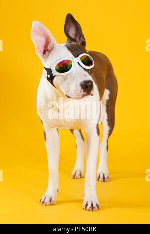 Felice staffordshire bull terrier cane in studio con gli occhiali da sole e sfondo giallo Foto Stock