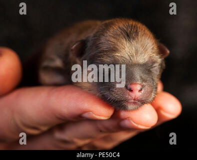 Neonato di Pomerania cucciolo di cane in mano Foto Stock