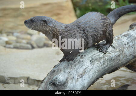 Otter a Akron Zoo di Akron, Ohio Foto Stock