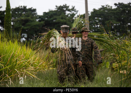 Repubblica di Corea Marine Cpl. Joeng ha vinto, a sinistra, E DEGLI STATI UNITI Lancia Marine Cpl. Damon E. Lyons, destro, portare un trito di erbe infestanti a coprire un teepee capanna costruita a fare radice Gam Farm, Repubblica di Corea, durante la Marina Coreana Exchange Program 15-12 sett. 11, 2015. I marines si sono offerti volontariamente in un relazioni comunitarie caso svolgono diverse attività agricole. KMEP 15-12 è un accordo bilaterale in materia di esercizio che migliora la Rok e U.S. alliance, promuove la stabilità nella penisola coreana e rafforza la Rok e militare degli Stati Uniti e di funzionalità di interoperabilità. Damon, da Richmond, Kentucky, è un assaultman con armi C Foto Stock