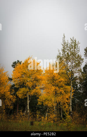 Giallo brillante e oro aspen alberi cambiando colore in autunno in un freddo, misty Rocky Mountain mattina Foto Stock